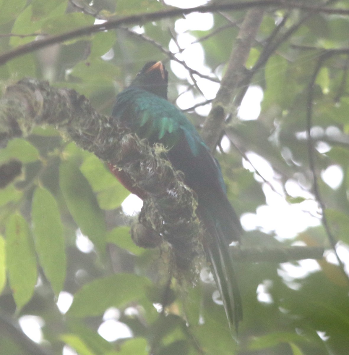 White-tipped Quetzal - ML638708366