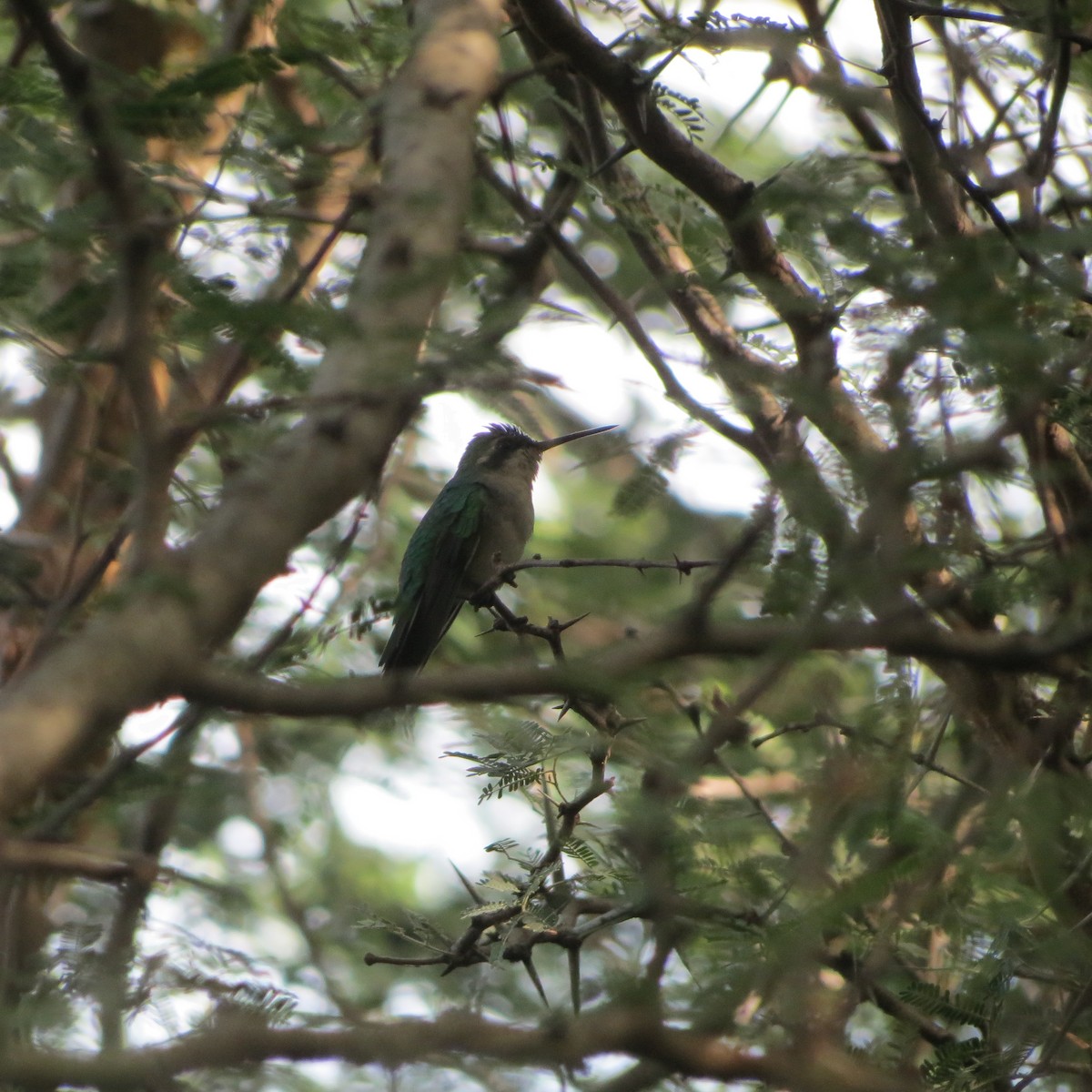 Red-billed Emerald - ML638708382