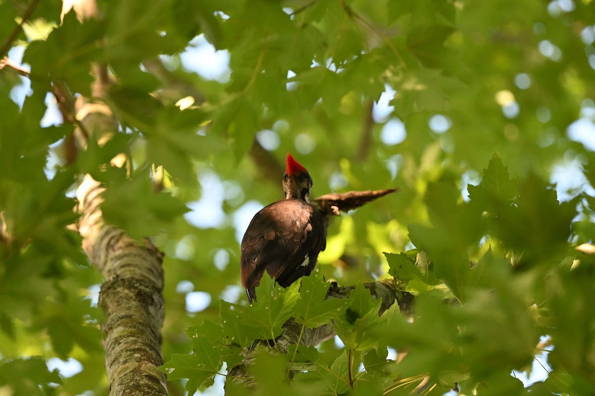 Pileated Woodpecker - ML638708421