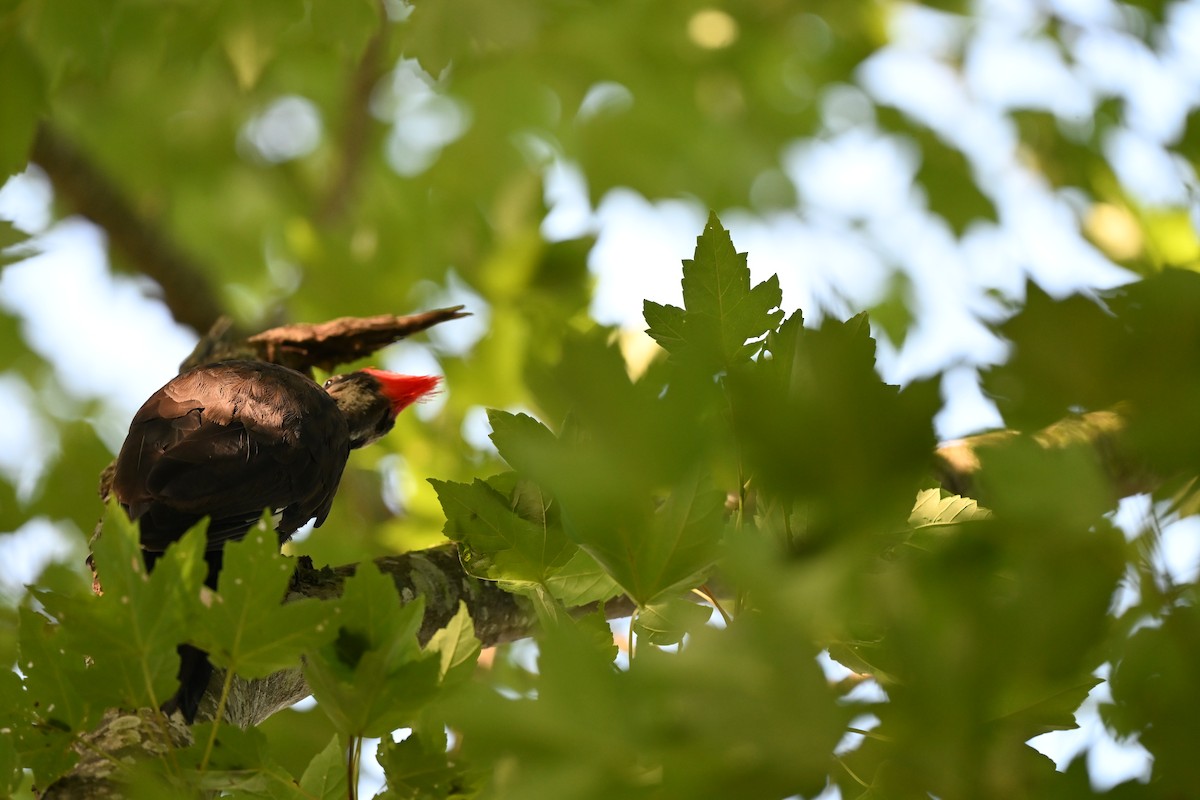 Pileated Woodpecker - ML638708457