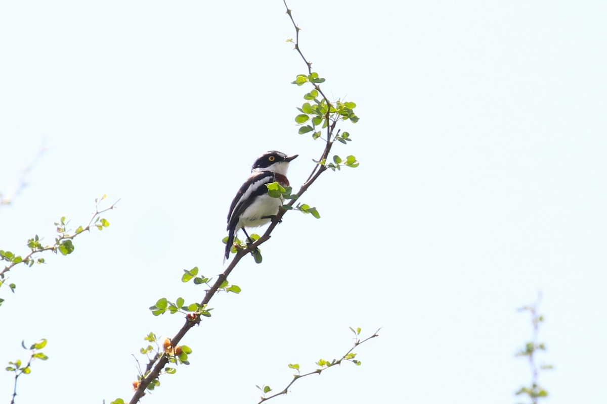 Keniaschnäpper - ML638708549