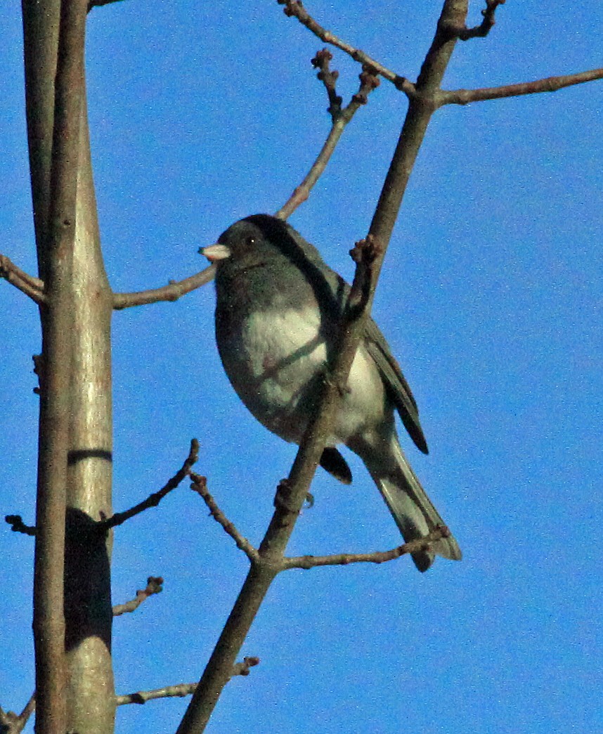Dark-eyed Junco - ML638708570