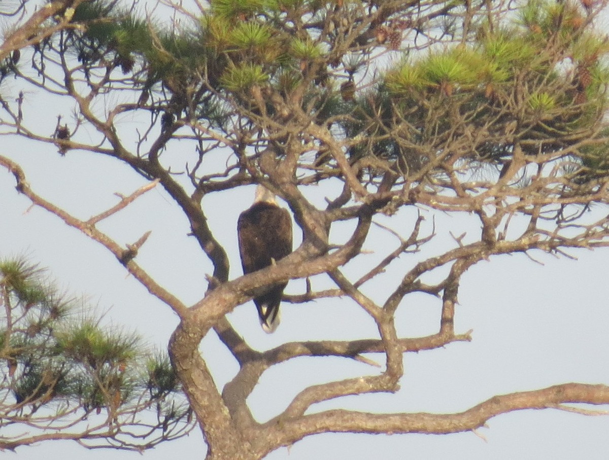Weißkopf-Seeadler - ML638708581