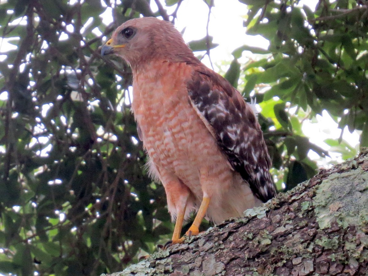 Rotschulterbussard - ML638708588