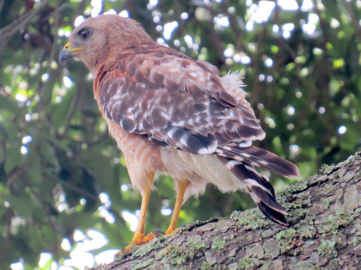 Rotschulterbussard - ML638708590
