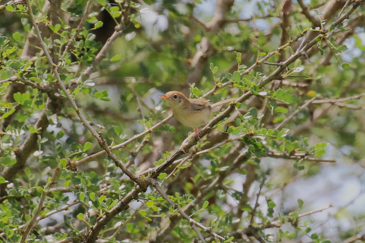 Tiny Cisticola - ML638708602