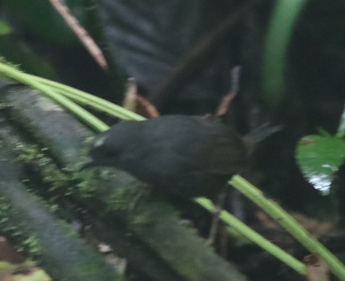 Santa Marta Tapaculo - ML638708628