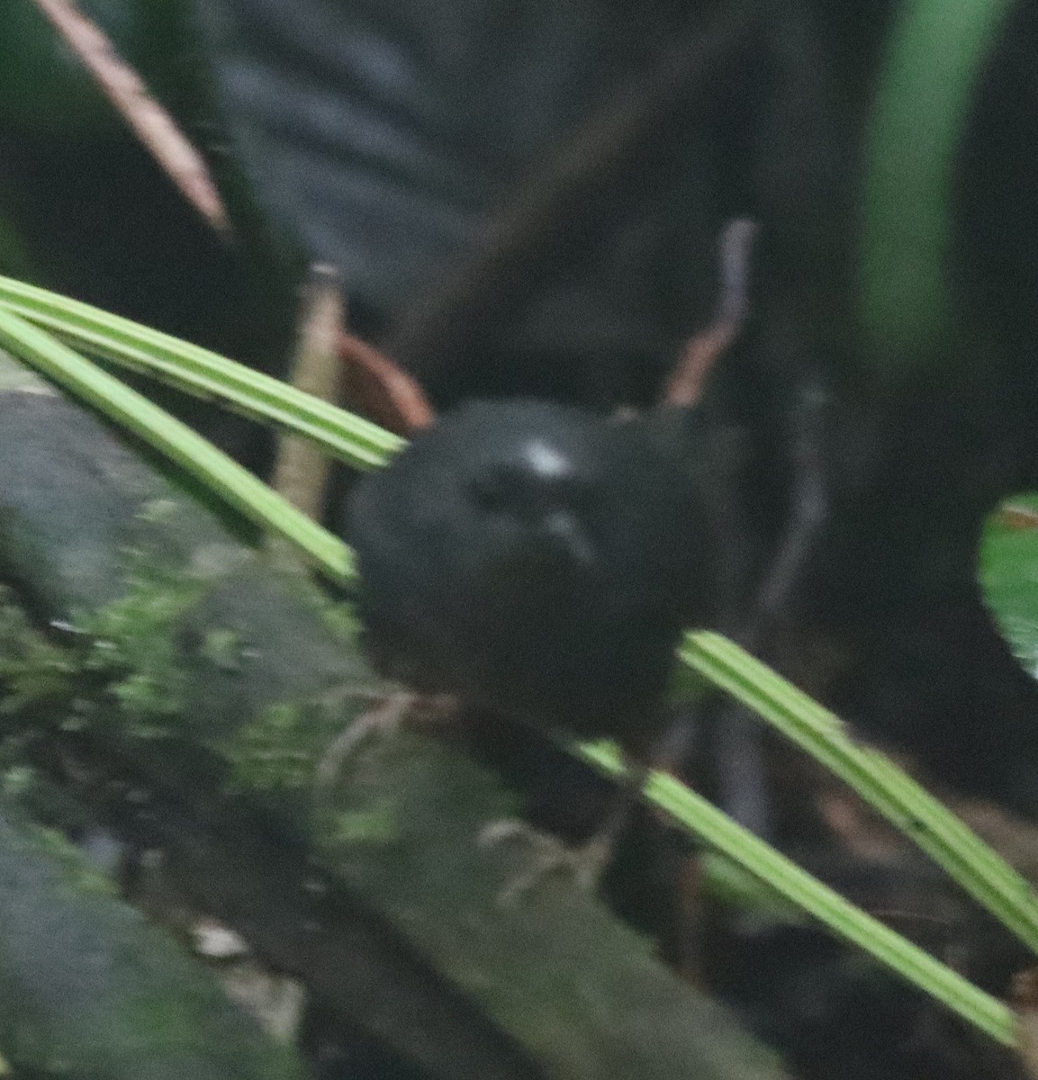 Santa Marta Tapaculo - ML638708629