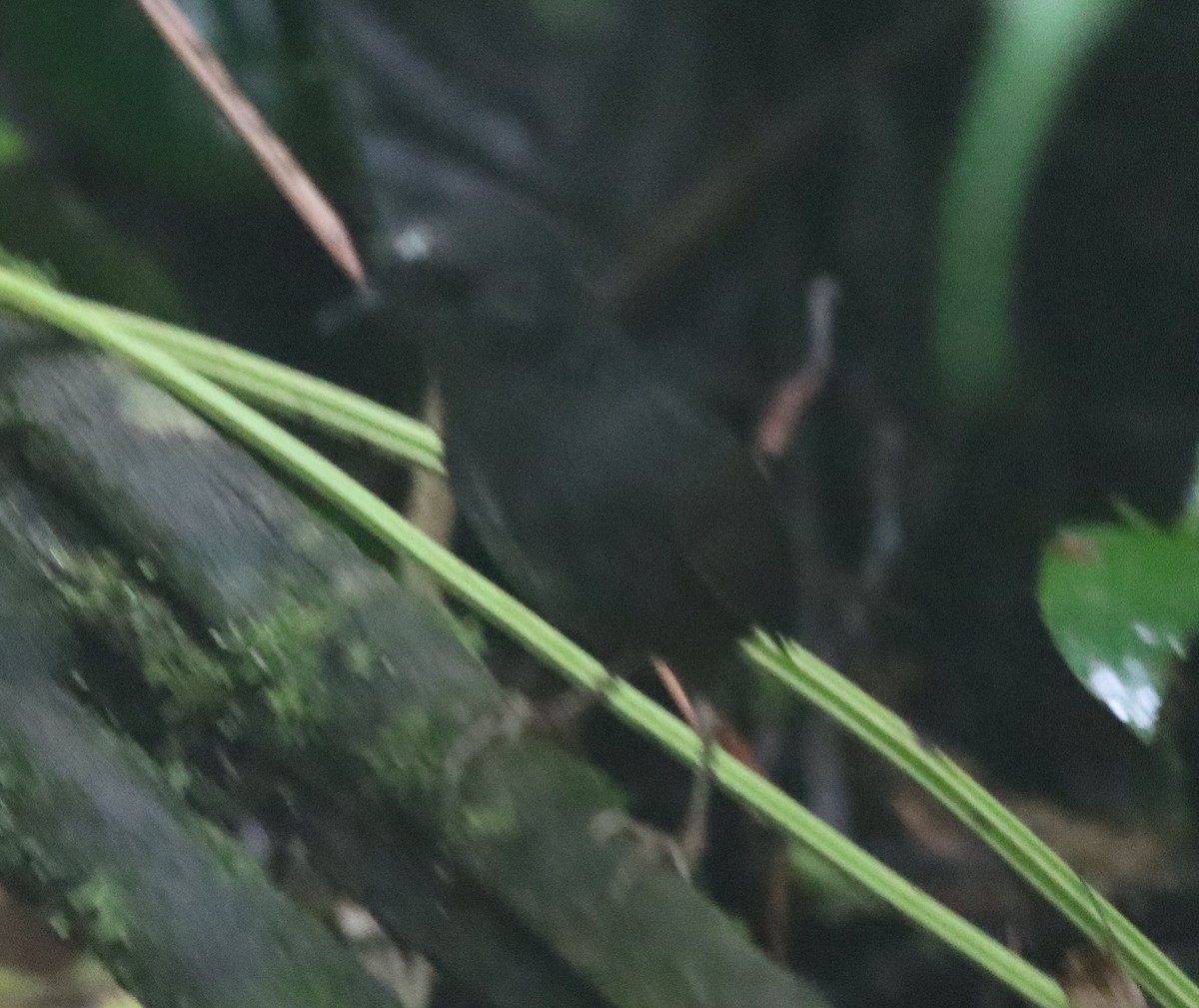 Santa Marta Tapaculo - ML638708630