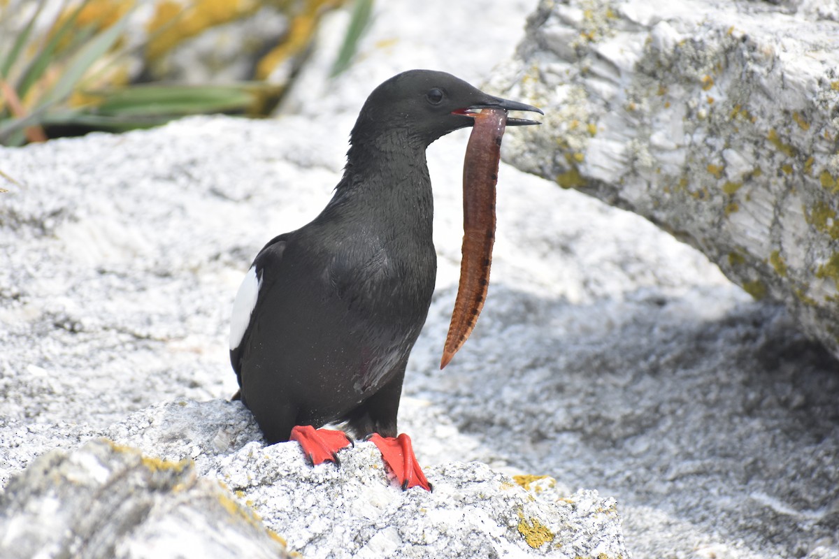 Black Guillemot - ML638708637