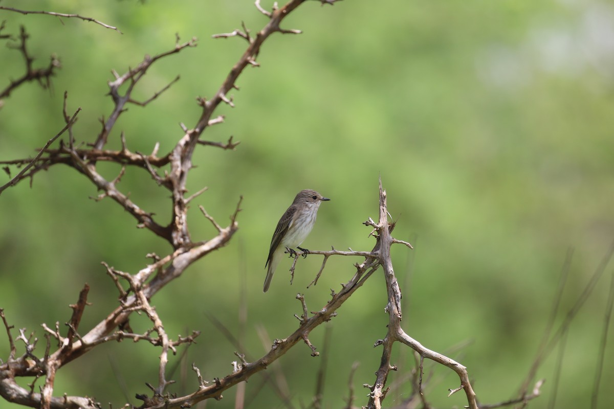 Spotted Flycatcher - ML638708646