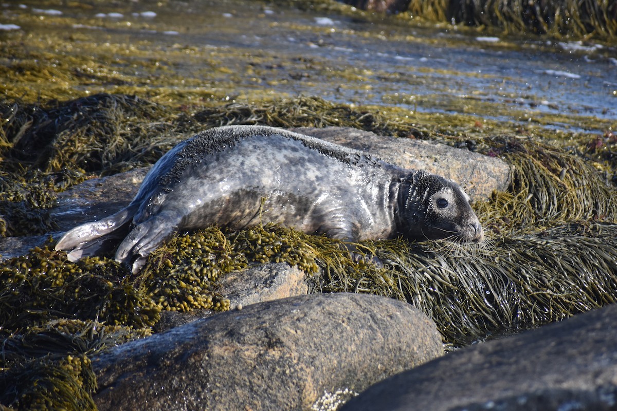 Harbor Seal - ML638708796