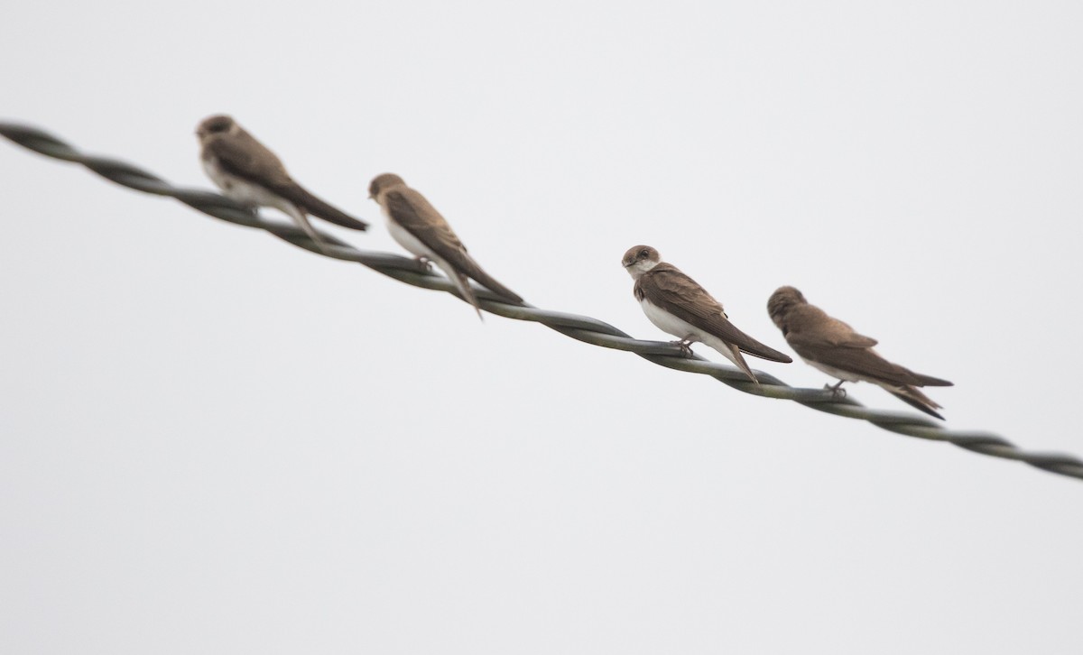 Bank Swallow - ML638708828