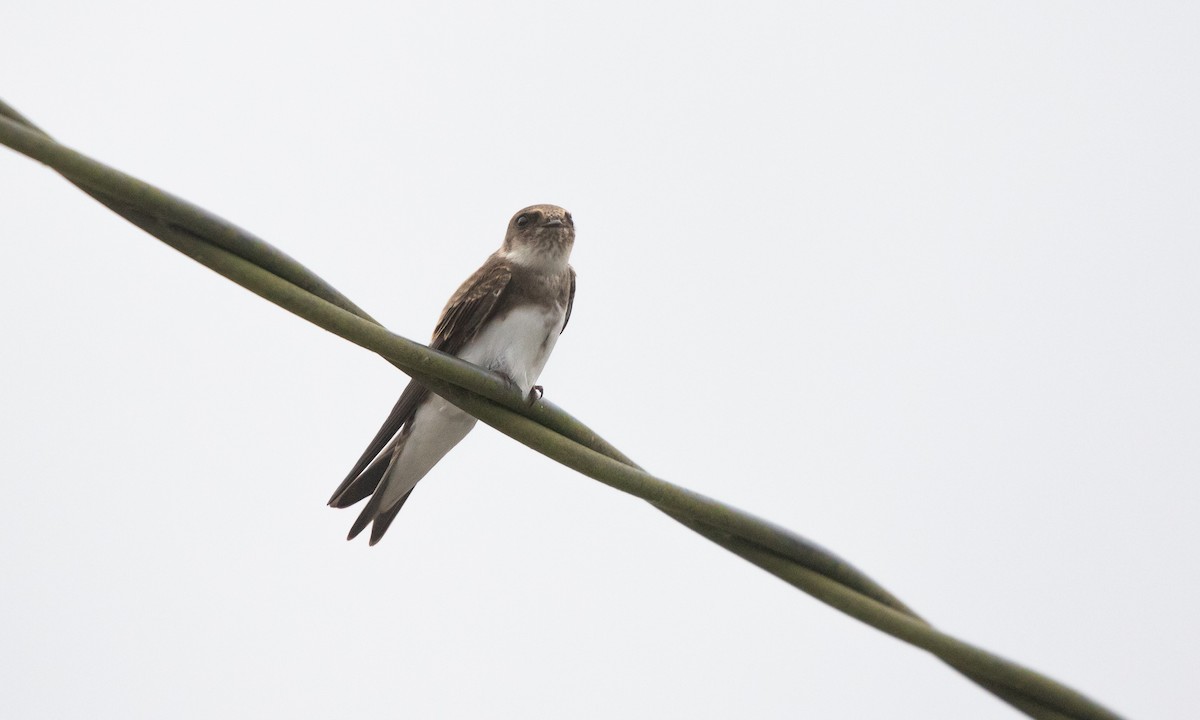 Bank Swallow - ML638708829