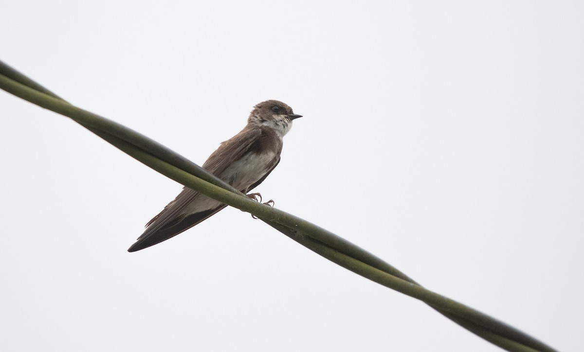Bank Swallow - ML638708830