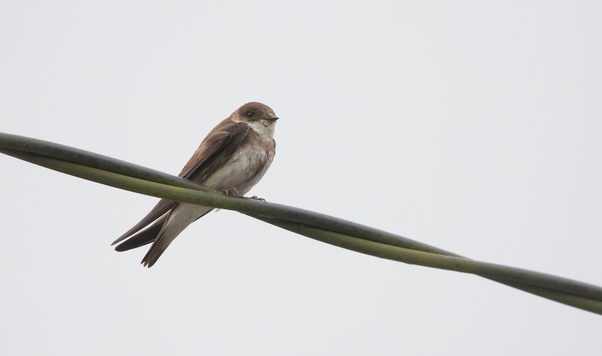 Bank Swallow - ML638708831