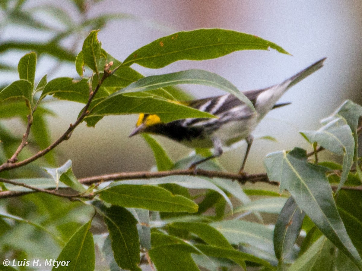 Golden-cheeked Warbler - ML638708863