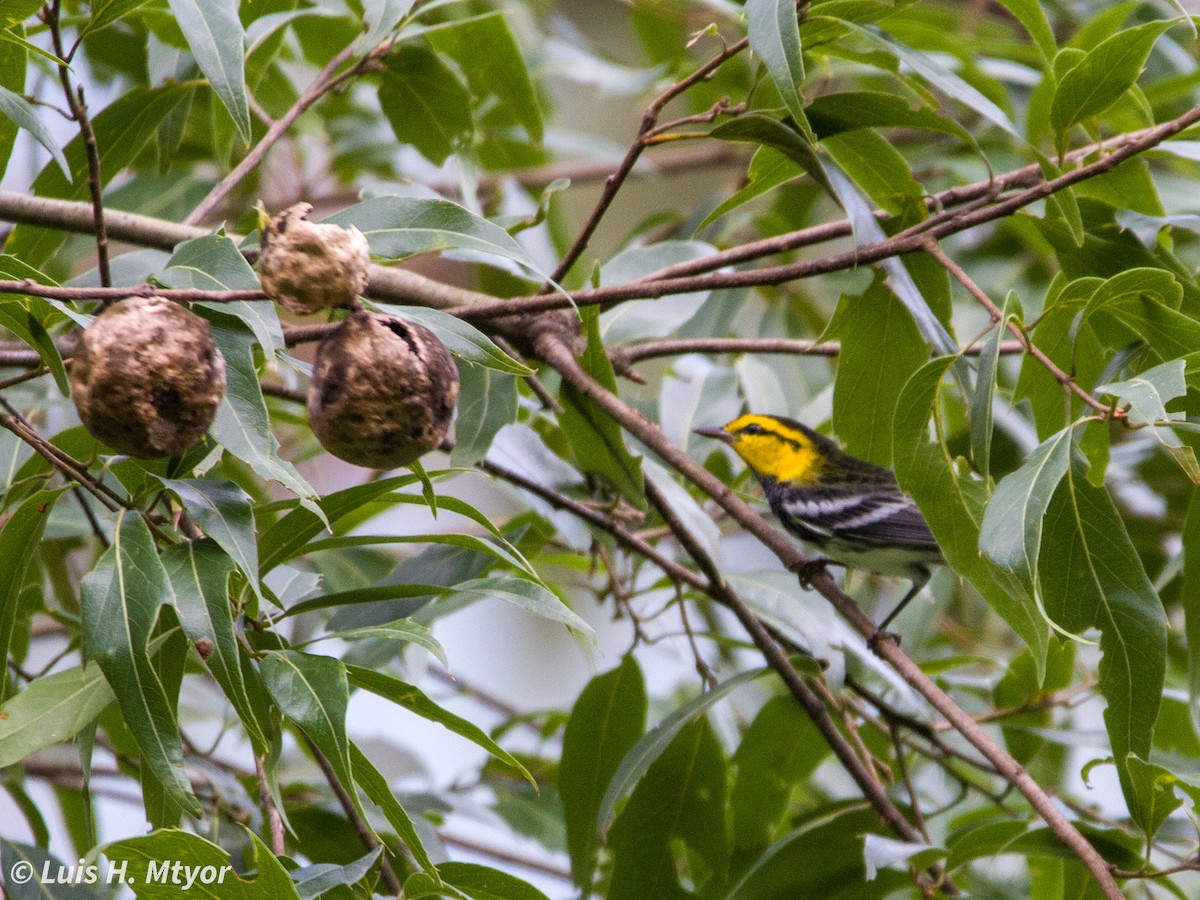 Golden-cheeked Warbler - ML638708865