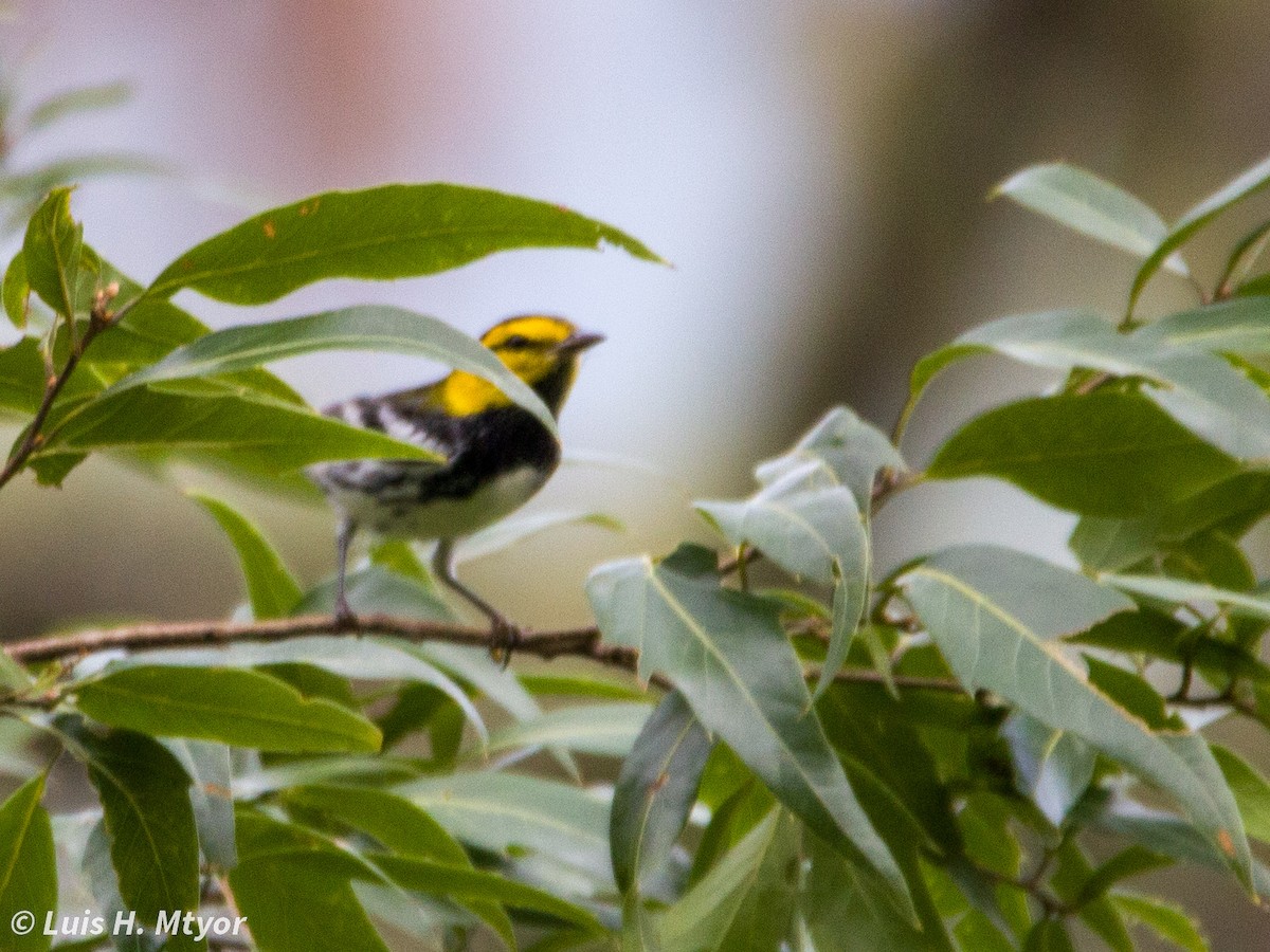 Golden-cheeked Warbler - ML638708866