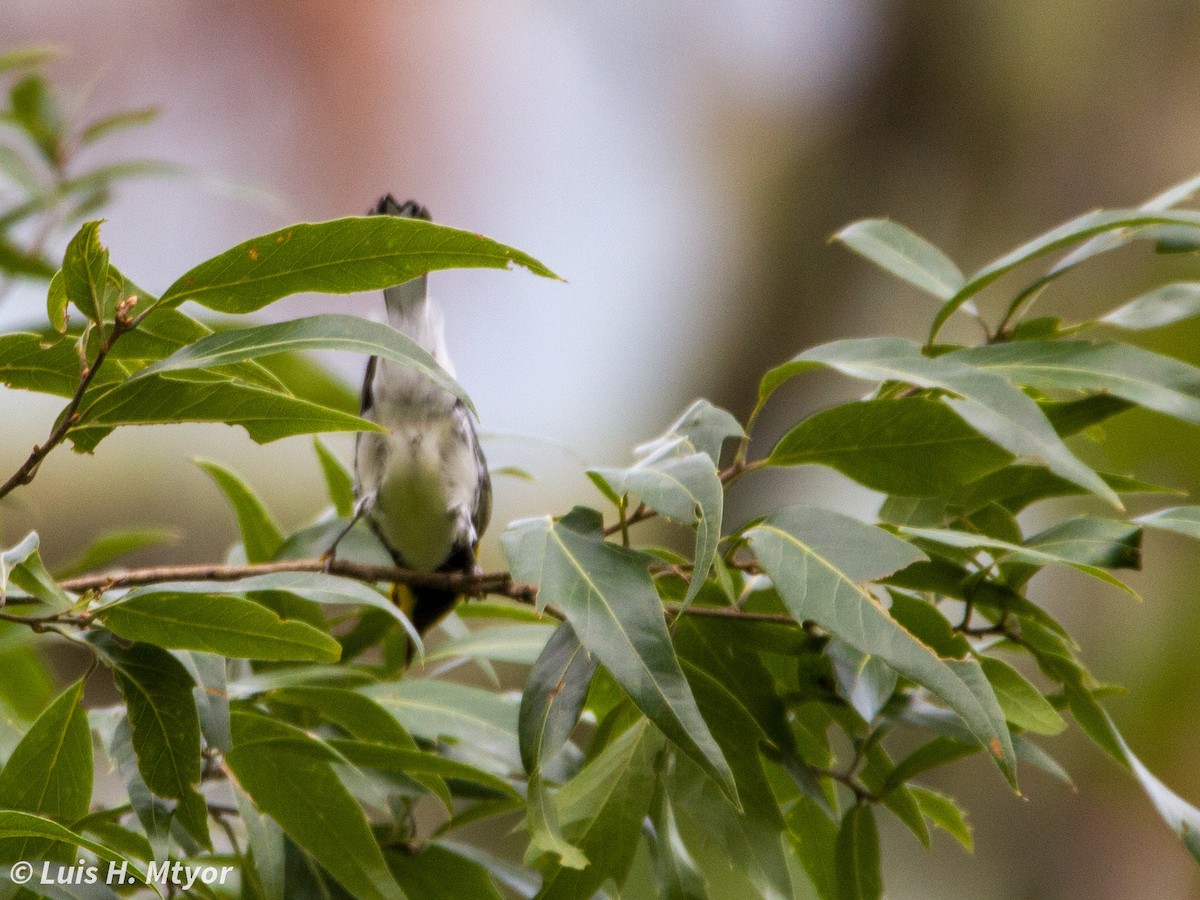 Golden-cheeked Warbler - ML638708867