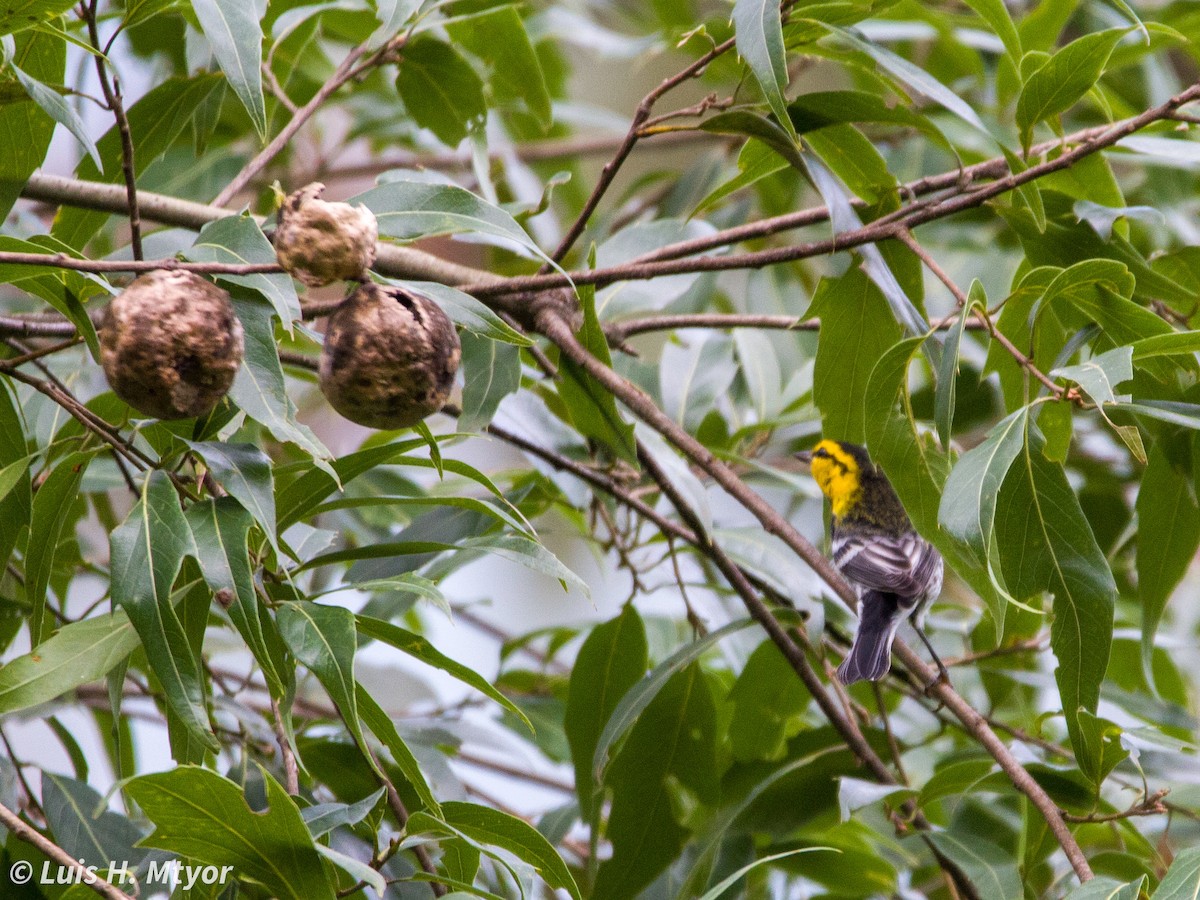 Golden-cheeked Warbler - ML638708868