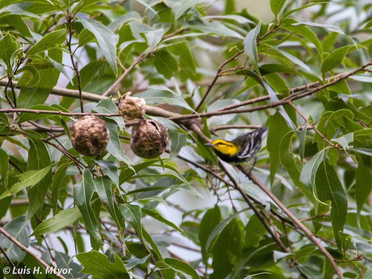 Golden-cheeked Warbler - ML638708869