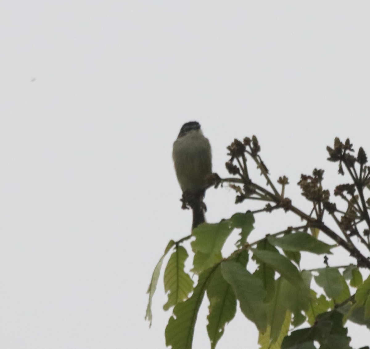 Spectacled Tyrannulet - ML638708886