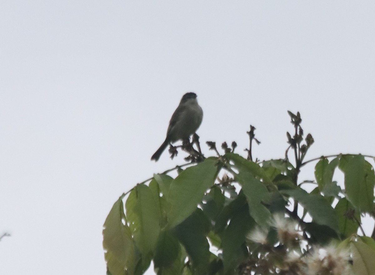 Spectacled Tyrannulet - ML638708887