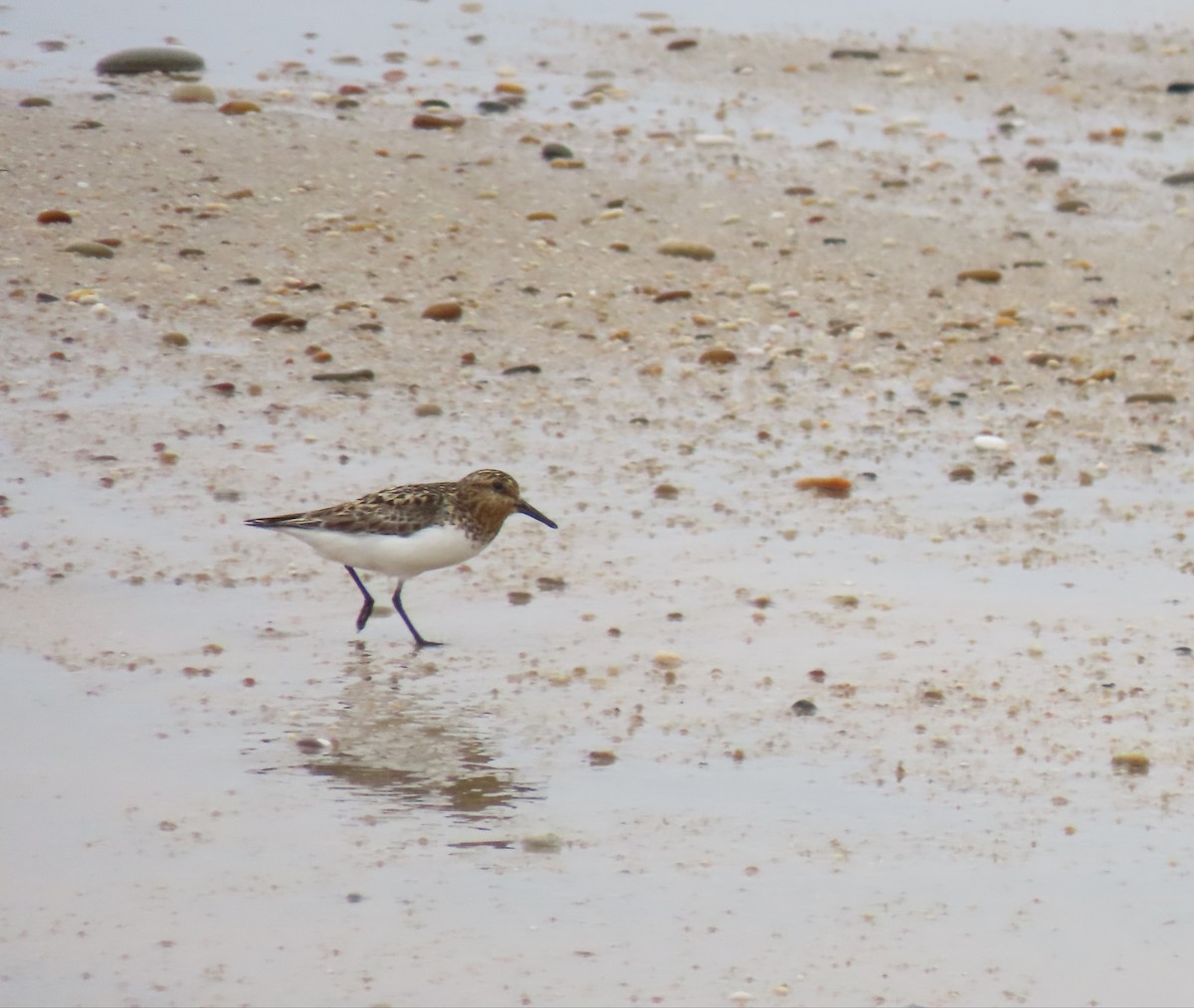 Sanderling - ML638708918