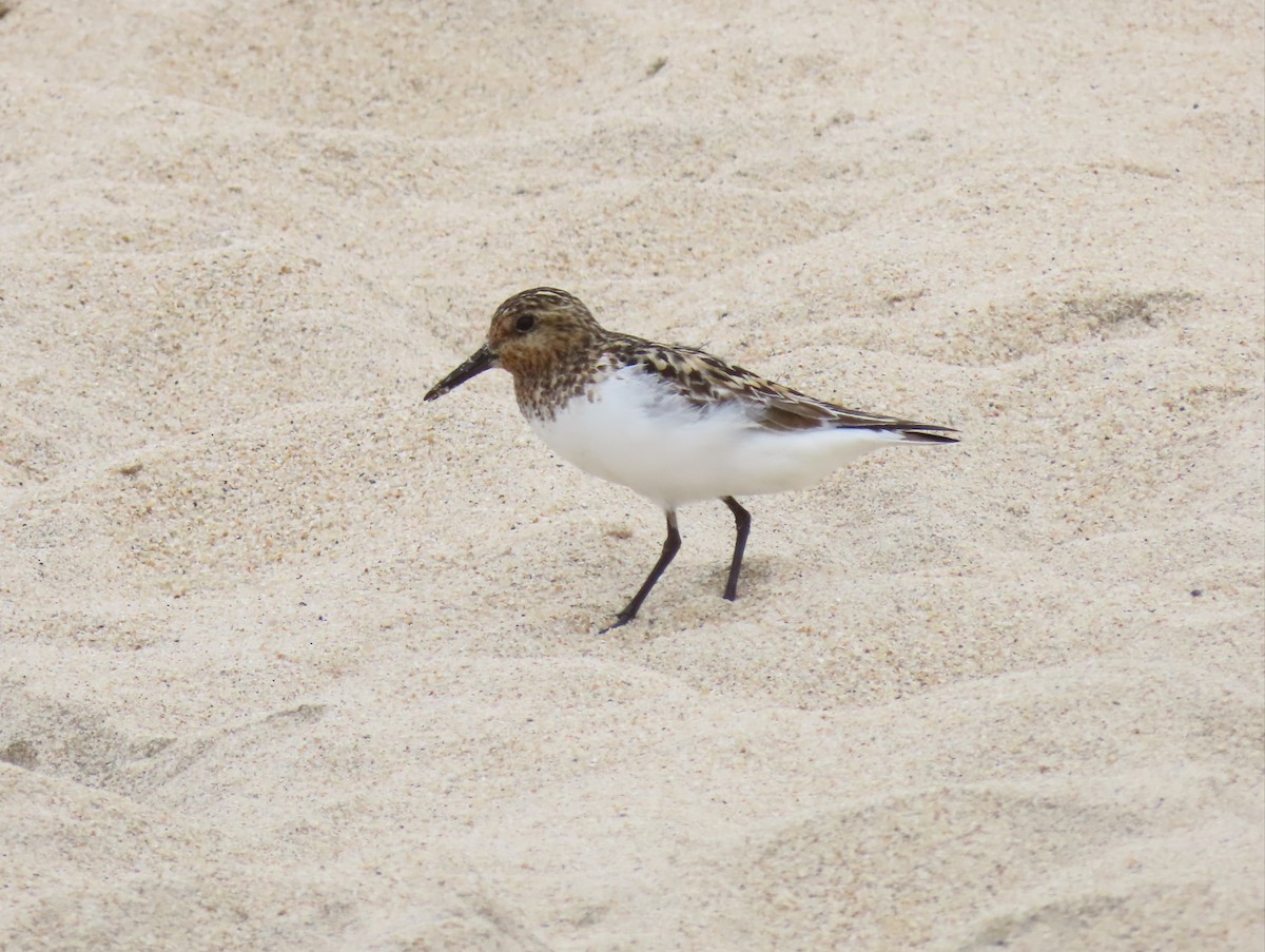 Sanderling - ML638708923