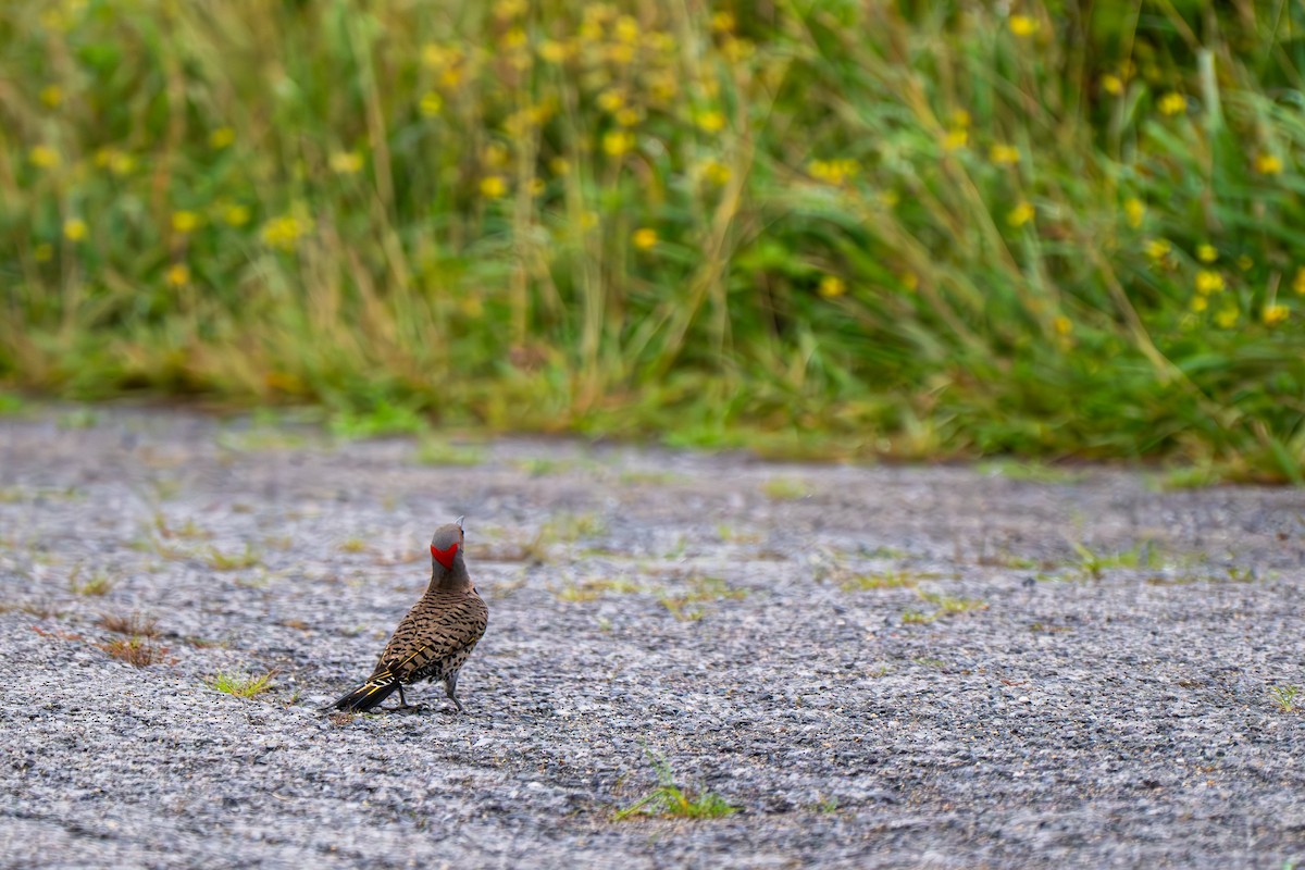 Northern Flicker (Yellow-shafted) - ML638708924