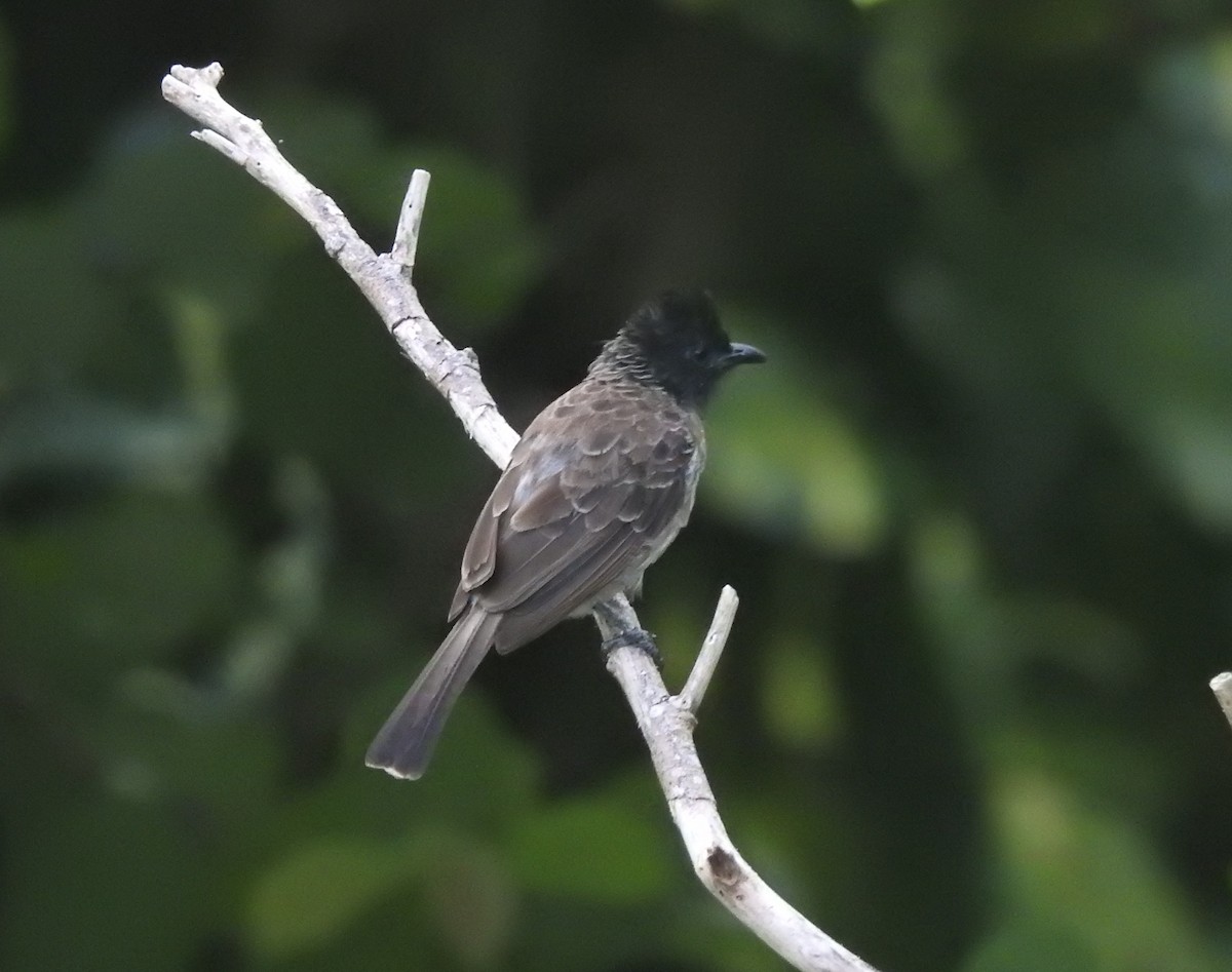 Red-vented Bulbul - ML638709035