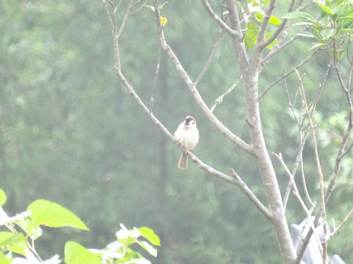 Eurasian Tree Sparrow - ML638709042