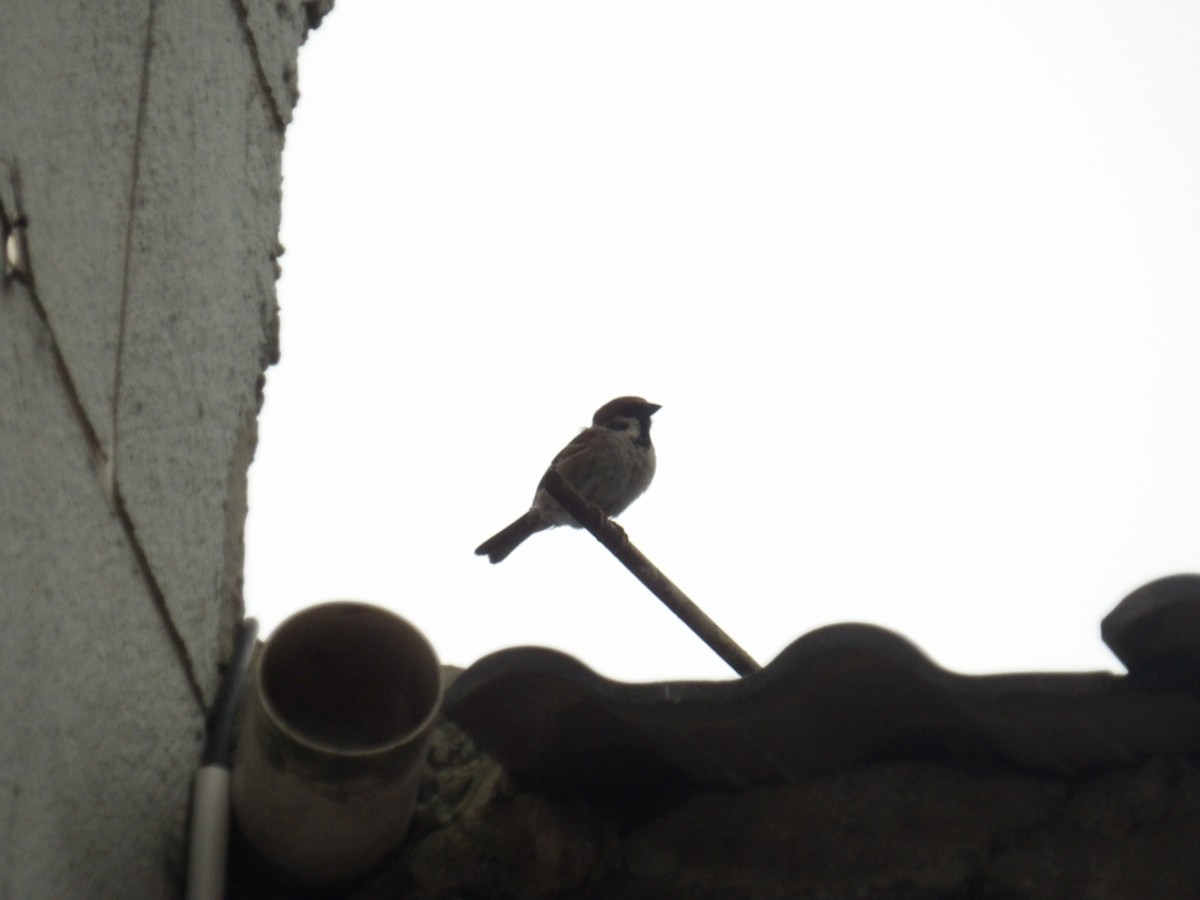 Eurasian Tree Sparrow - ML638709089