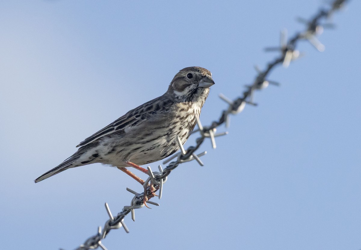 Lark Bunting - ML638709103