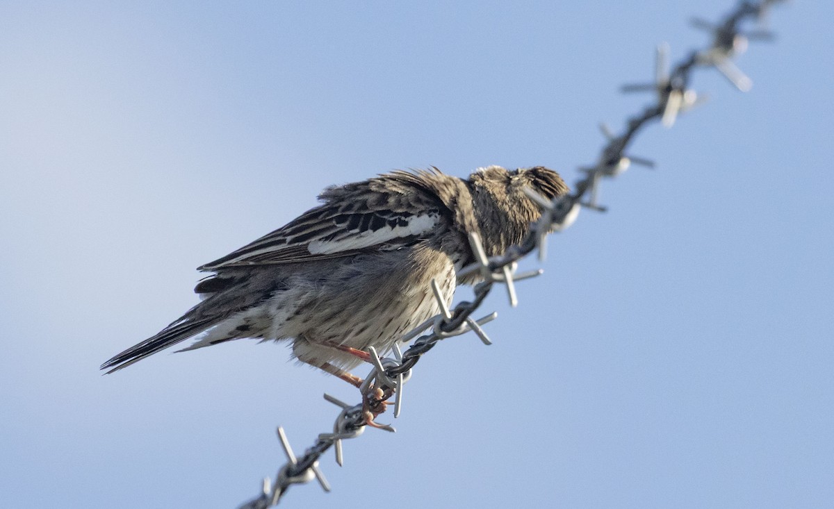 Lark Bunting - ML638709104