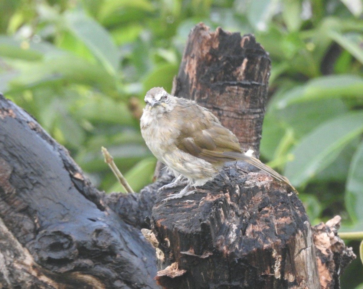 White-browed Bulbul - ML638709105