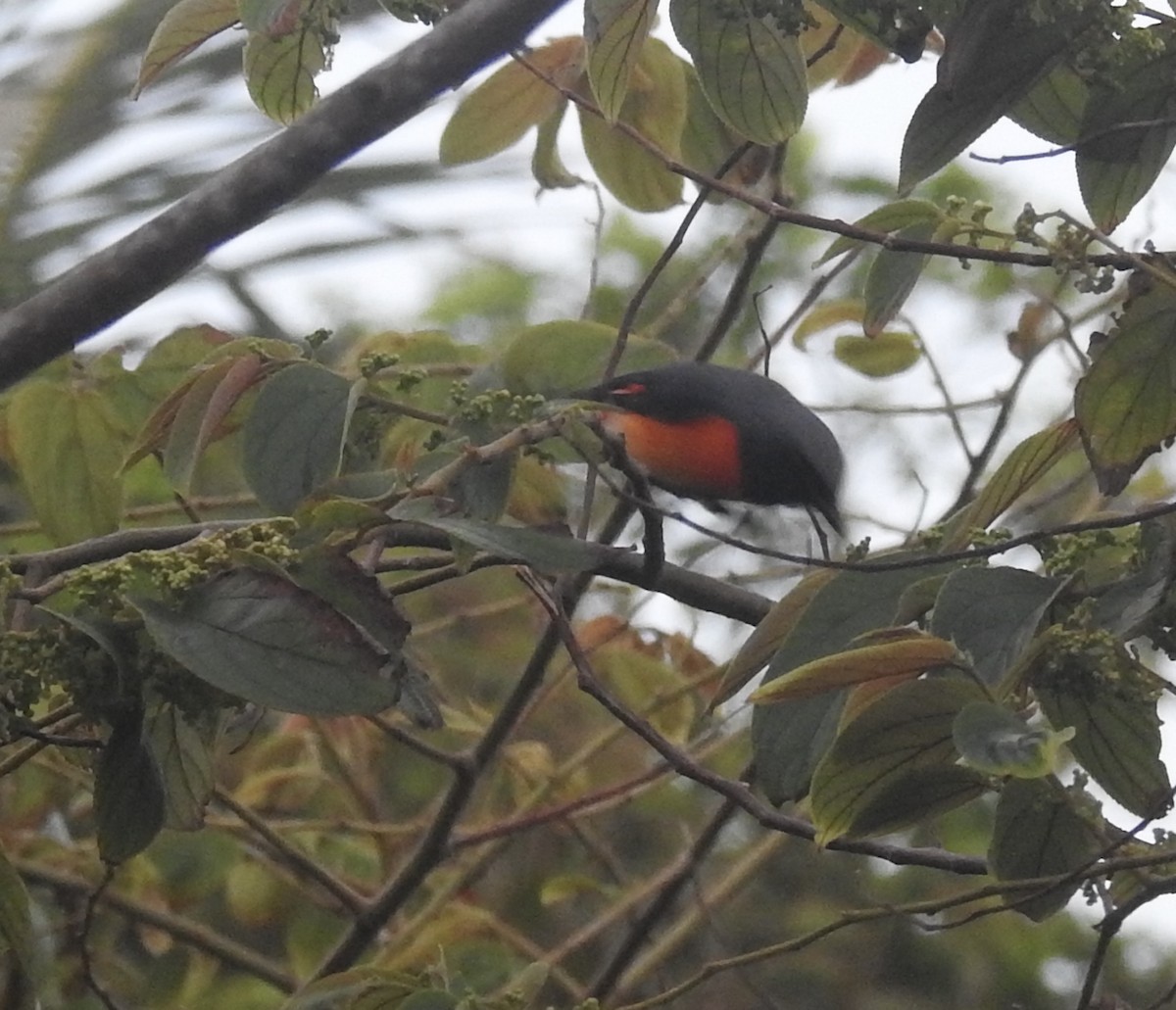 Small Minivet - ML638709152