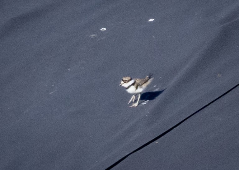 Killdeer - ML638709160