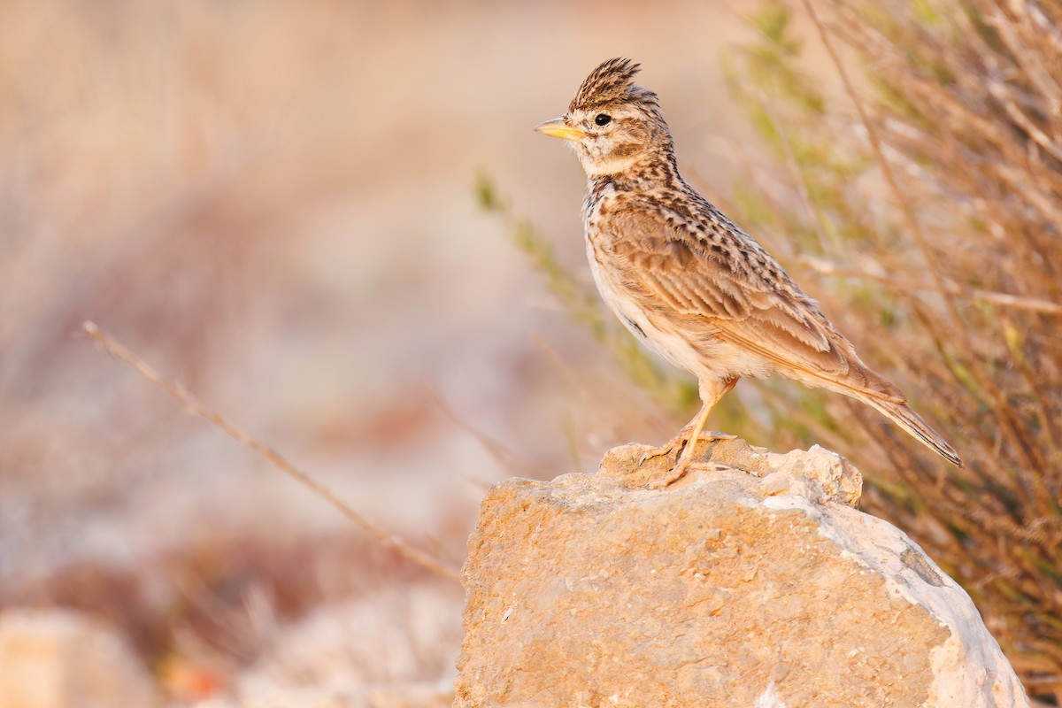 Mediterranean Short-toed Lark - ML638709163