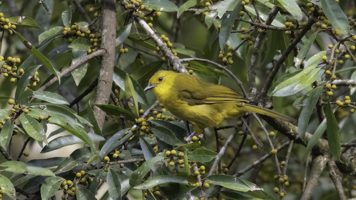 Bulbul Alegre - ML638709188