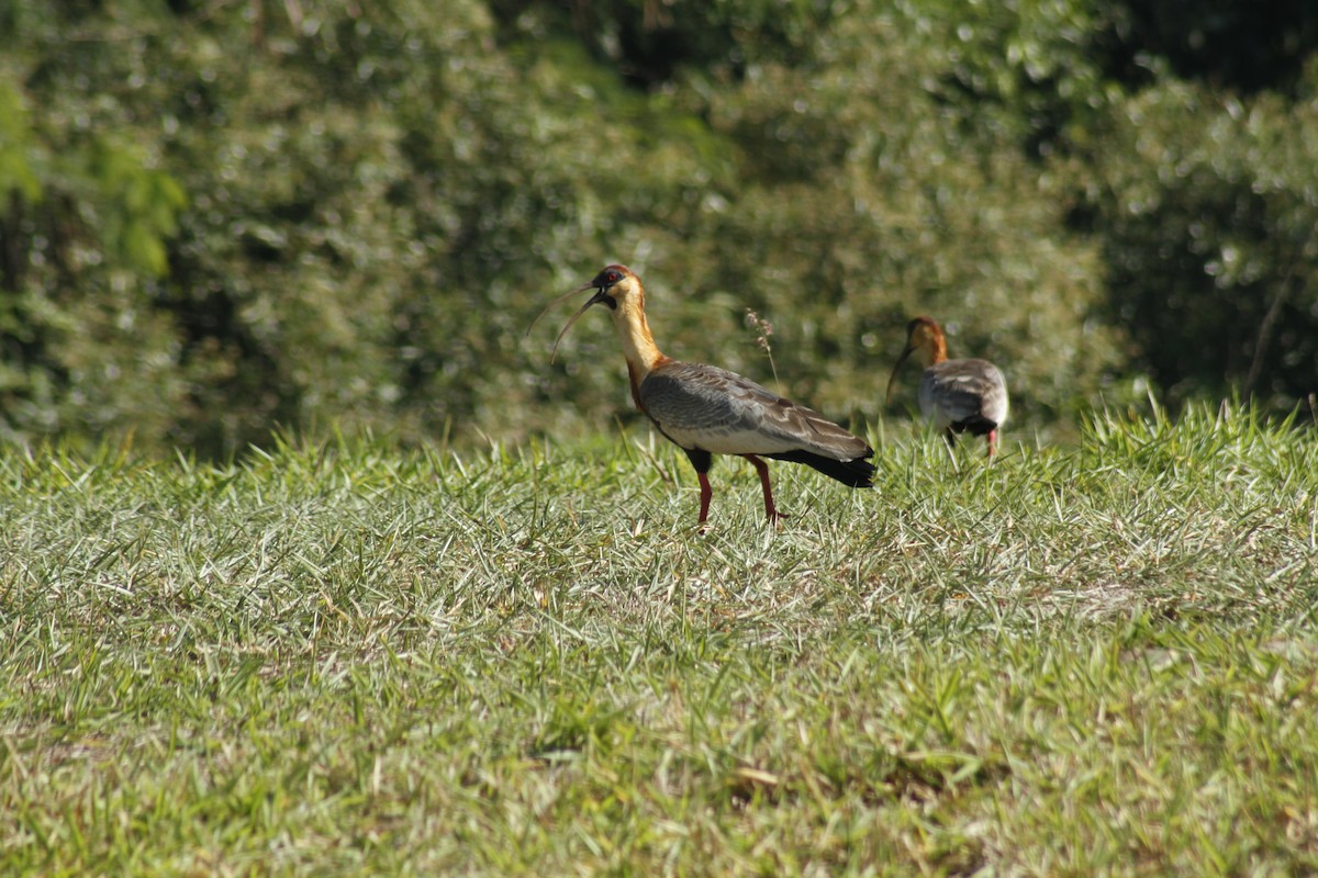 ibis bělokřídlý - ML638709235