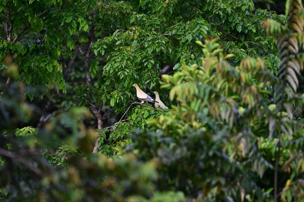 Silver-tipped Imperial-Pigeon - ML638709250