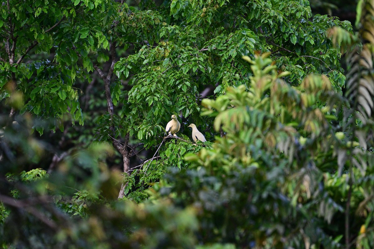Silver-tipped Imperial-Pigeon - ML638709251