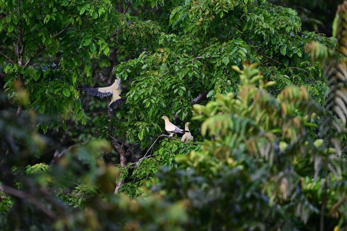 Silver-tipped Imperial-Pigeon - ML638709252