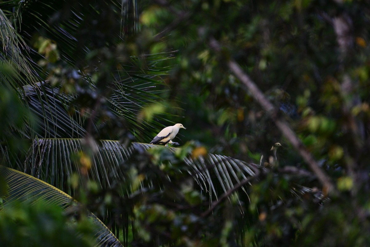 Silver-tipped Imperial-Pigeon - ML638709253