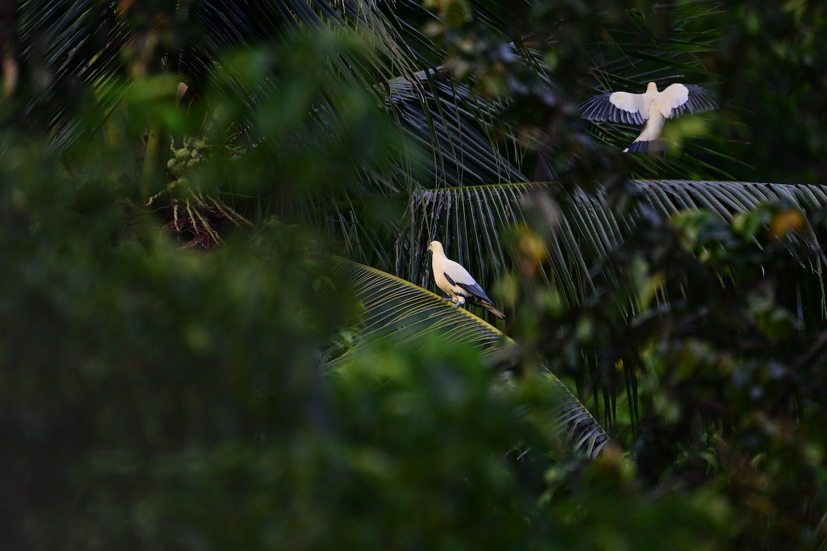 Silver-tipped Imperial-Pigeon - ML638709255