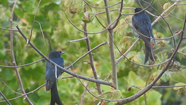 Sri Lanka Drongo - ML638709264
