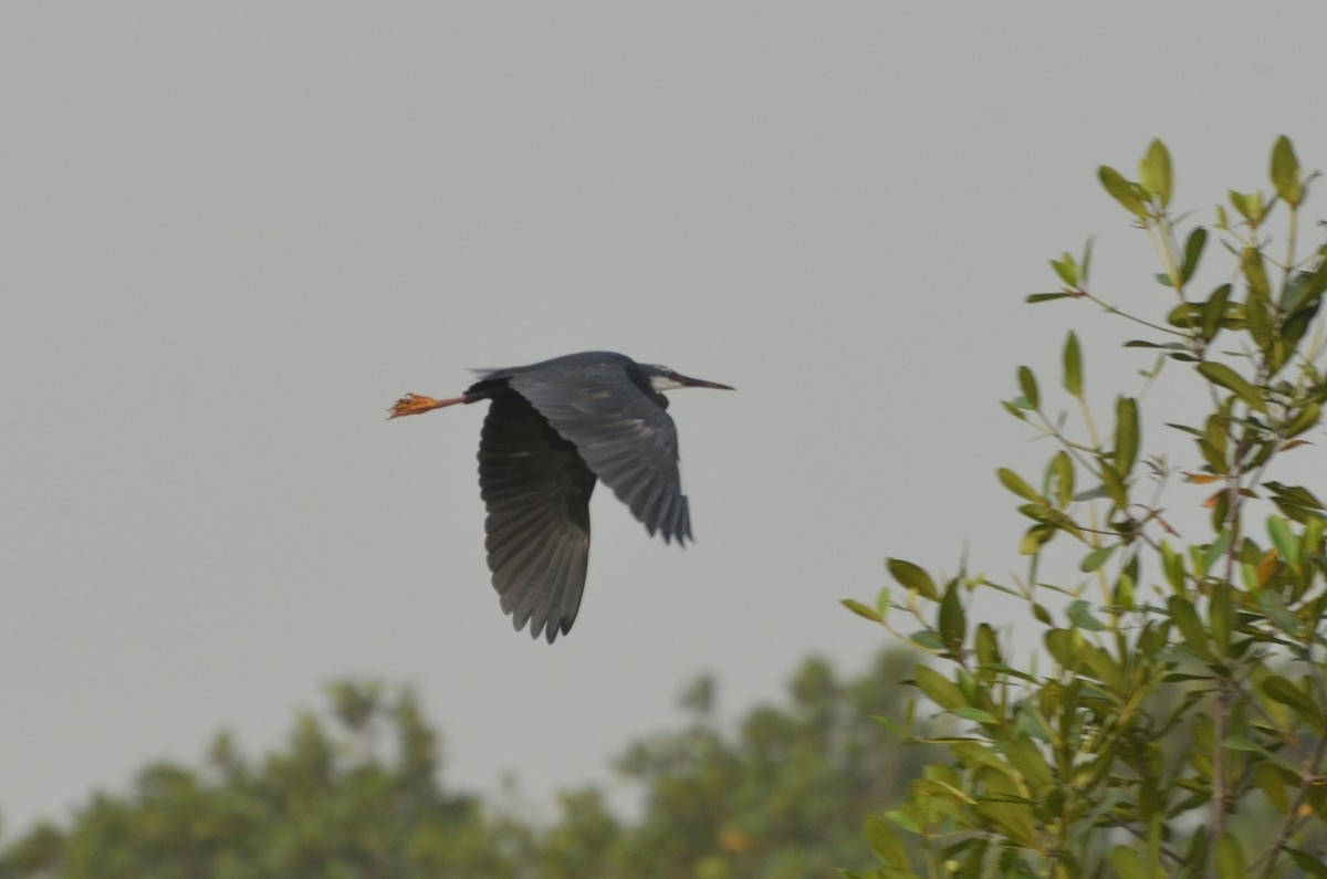 Western Reef-Heron - ML638709281