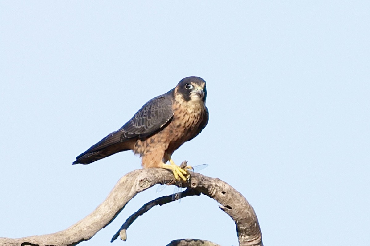 Australian Hobby - ML638709347